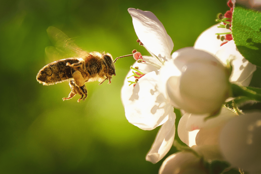 Eine Honigbiene bei der Arbeit: Sie hat schon viel Nektar gesammelt und steuert die nächste Blüte an, die sie dabei bestäuben wird